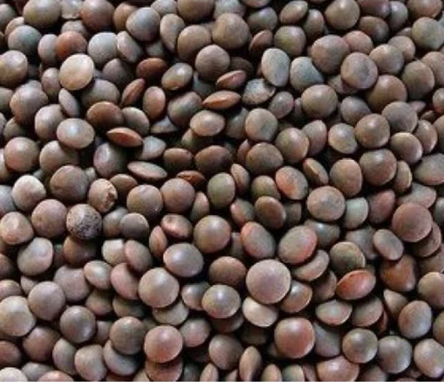 Lentil (Masar Sabut) 1 Kg