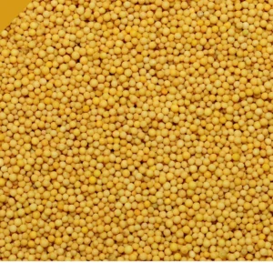 Yellow Mustard Seed (Seti Sarso) 100 Gm