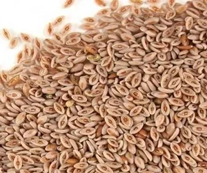 Psyllium Husk (Isabgol) 100 Gm