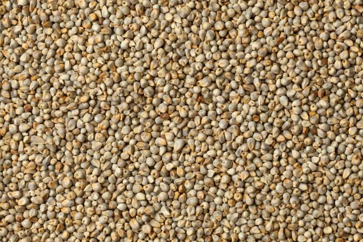 Millet (Bajra) 1 Kg