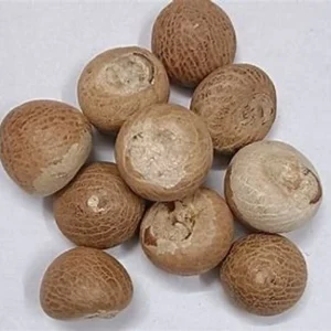 Premium Quality Betel Nut (Supari)