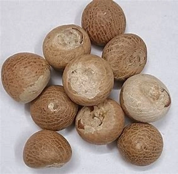 Premium Quality Betel Nut (Supari)
