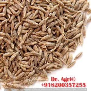 Cumin Seeds (Jira Sabut) 1 Kg